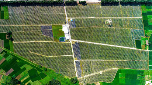 廣東化州市：以生產托管為切口 引領“小農戶”接軌“大農業”