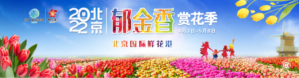  花開盛世！北京國際鮮花港即將迎來郁金香最美賞花季！