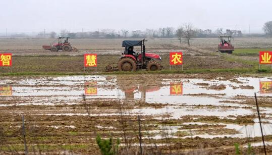 開展苗情調查、技術咨詢、巡回服務——農技人員云上田間助春耕