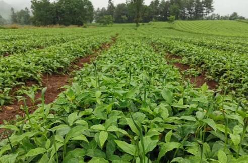 廣西加強道地藥材生產基地建設