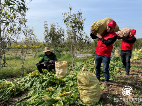 浙江桐鄉市煙草專賣局：香溢“志愿紅”繪就最美春景圖