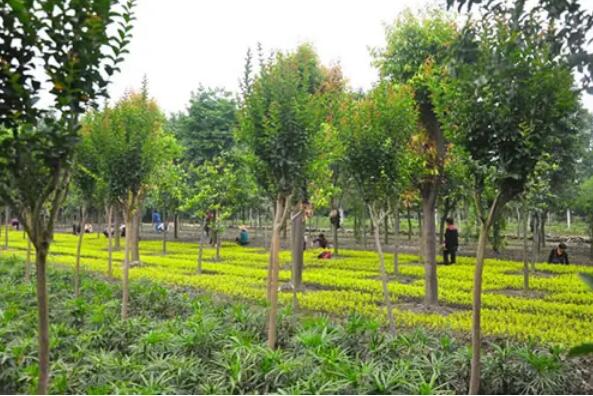 2021年苗木產業困難重重，但不乏亮點