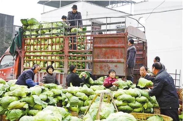 農業農村部：打通蔬菜運銷“最后一公里”