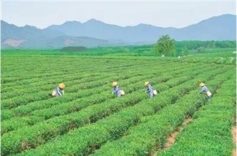 海南省出臺若干舉措提升墾地產業融合發展水平