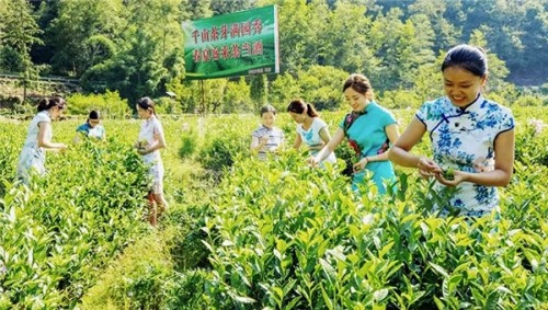  中國華融X本來生活，幫扶四川宣漢縣茶產業升級 