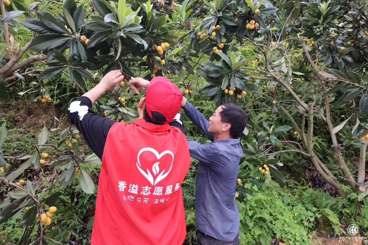  泰順縣煙草專賣局（分公司）“香溢”志愿服務隊助農采摘枇杷