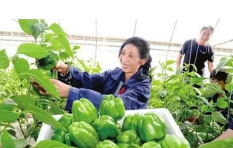 讓種業裝上更多“中國芯”——記天津蔬菜種業自主創新之路