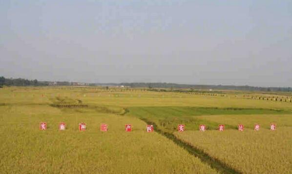 河南出臺“中原農谷”建設方案 打造千億級種業和糧食產業集群