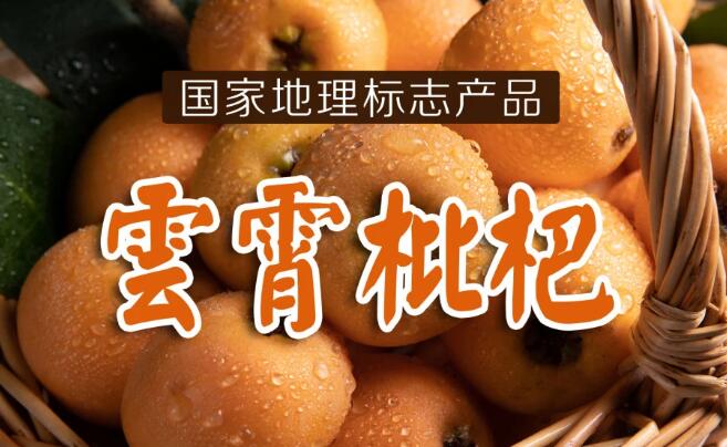 云霄枇杷”產于“中國枇杷之鄉”