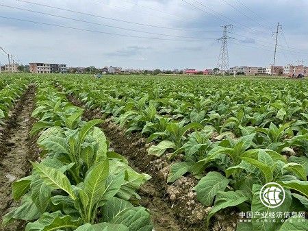  湖南安仁：創新“金葉”發展模式為鄉村振興“注能加速”
