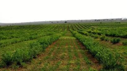 林草產業逆勢增長，四川是怎么做到的