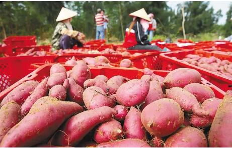 海南儋州：地瓜成致富瓜 歷史性突破畝產3000斤