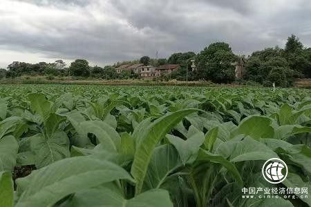  湖南安仁：煙波浩渺里繪就鄉村振興綠色畫卷