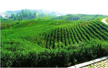 陜西現有茶園298萬畝 年產量12萬噸 產值212億元