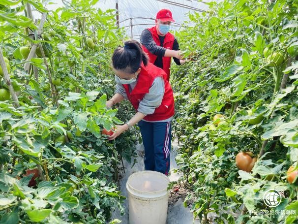  溫暖“番”倍解民憂 “香溢”助農拓寬共富路