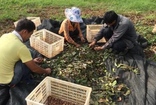 小堅果鋪就鄉村致富路 今年以來云南出口堅果近4千噸