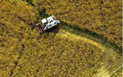 全國夏收油菜籽產銷兩旺——油菜產能提升成效初顯