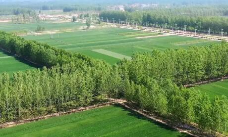 國家林草局等三部門加強農田防護林建設管理