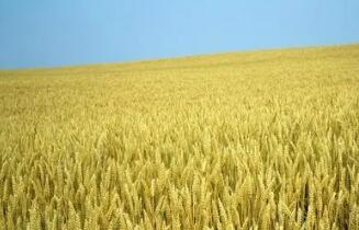 平均畝產659.52公斤！“洛旱22”刷新全國旱地小麥高產紀錄