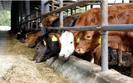 廣西牛羊產業持續快速發展