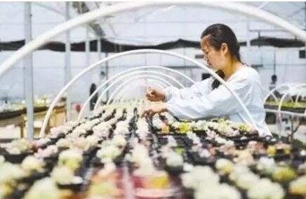 浙江已累計培育農創客超3萬名