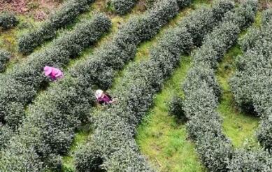 貴州雷山：“六個一”產業提升行動助推鄉村振興