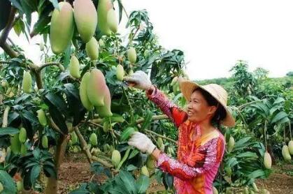 廣西發力水果產業高質量發展