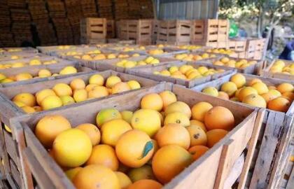 福建鼓勵發展地方優勢特色農產品保險 省財政加大獎補力度