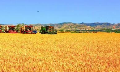 762.61億斤，全國第一！2022年河南夏糧總產量正式公布