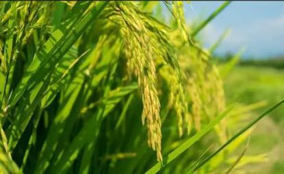 水稻“藍色革命”：上海產節水抗旱稻減少稻田溫室氣體排放