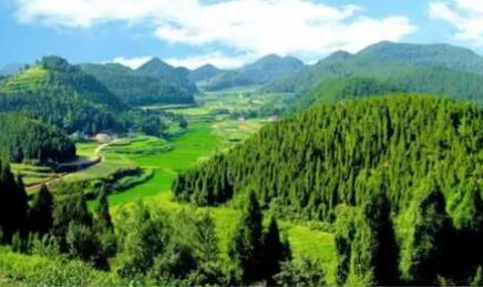 四川綿陽推進森林“四庫”建設