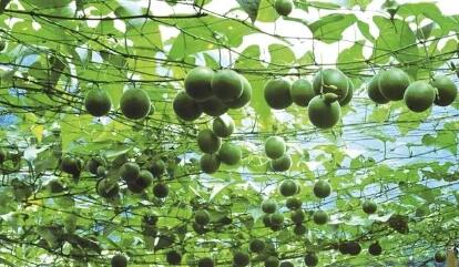 廣西提升打造精品特色農業產業