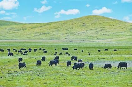 四川小金縣：做強牦牛綠色產業鏈