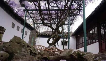 蘇州博物館：用一粒種子掀起文創熱潮