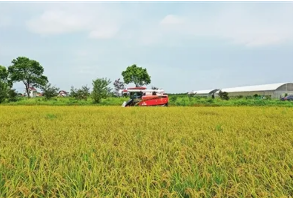 2022年全國早稻播種面積穩中有增 為全年糧食豐收奠定良好基礎