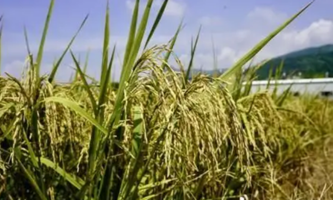 全國早稻產量數據出爐 福建單產第一