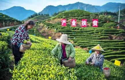 農業農村部：接續推進脫貧地區產業發展