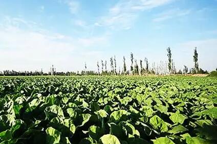 云南高原特色農業邁上新臺階