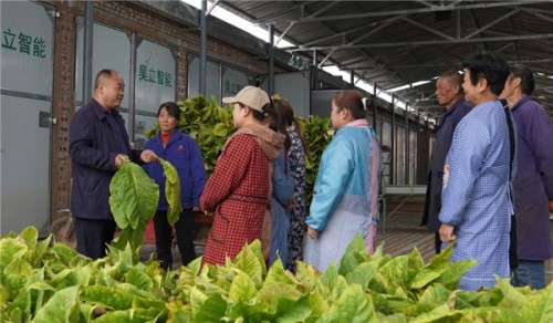 陜西咸陽：職業煙農為鄉村振興添活力