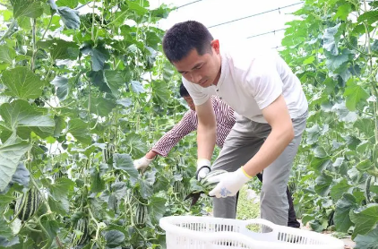 如何讓“新農人”成為擇業熱門