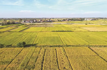 湖北計劃3年建成300個現代農業基地