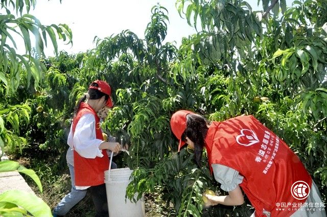 浙江嘉善：美味難“桃”  “香溢”采摘助農收獲“致富果”