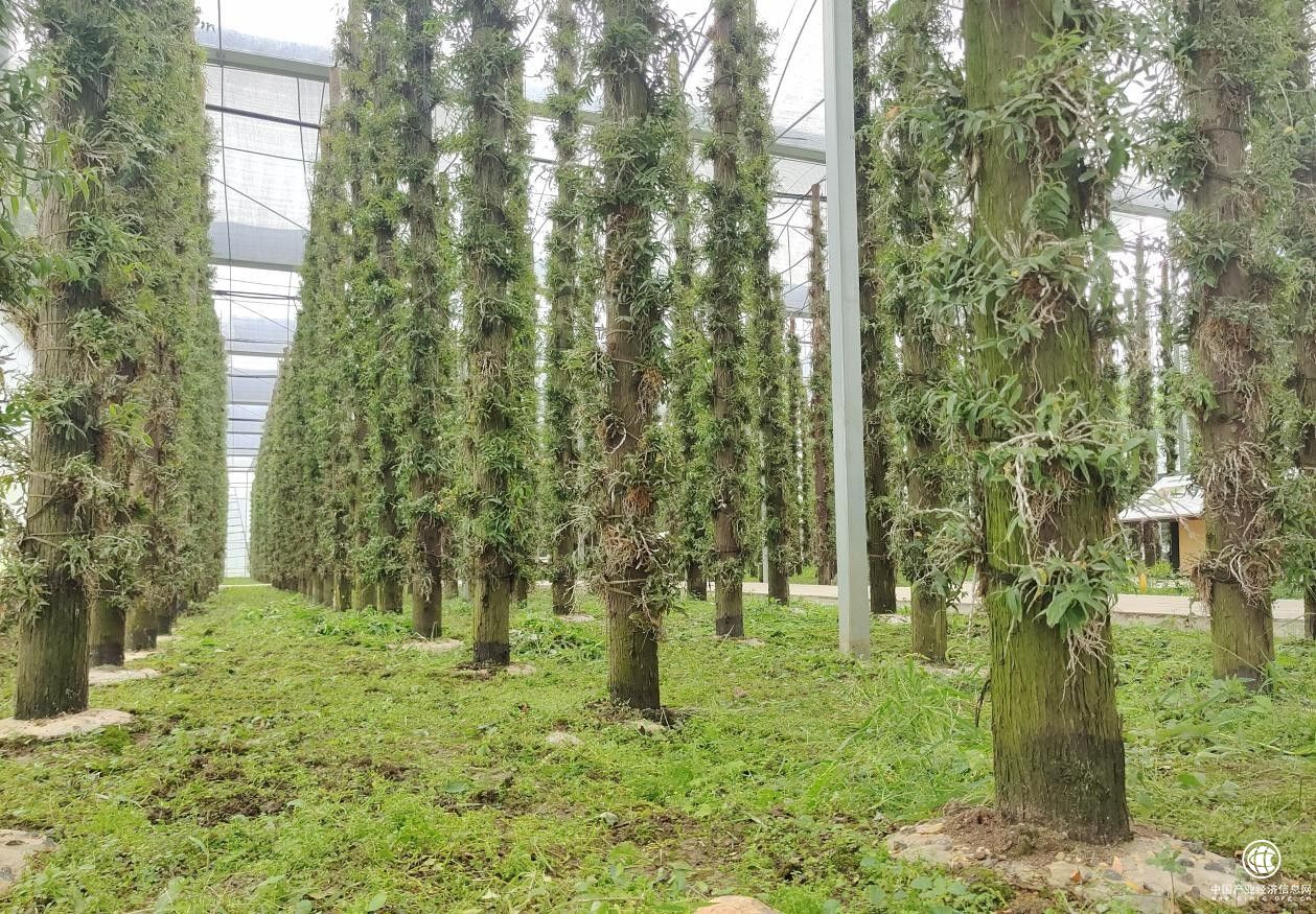 甘御蘭鐵皮石斛，構建大健康產業體系