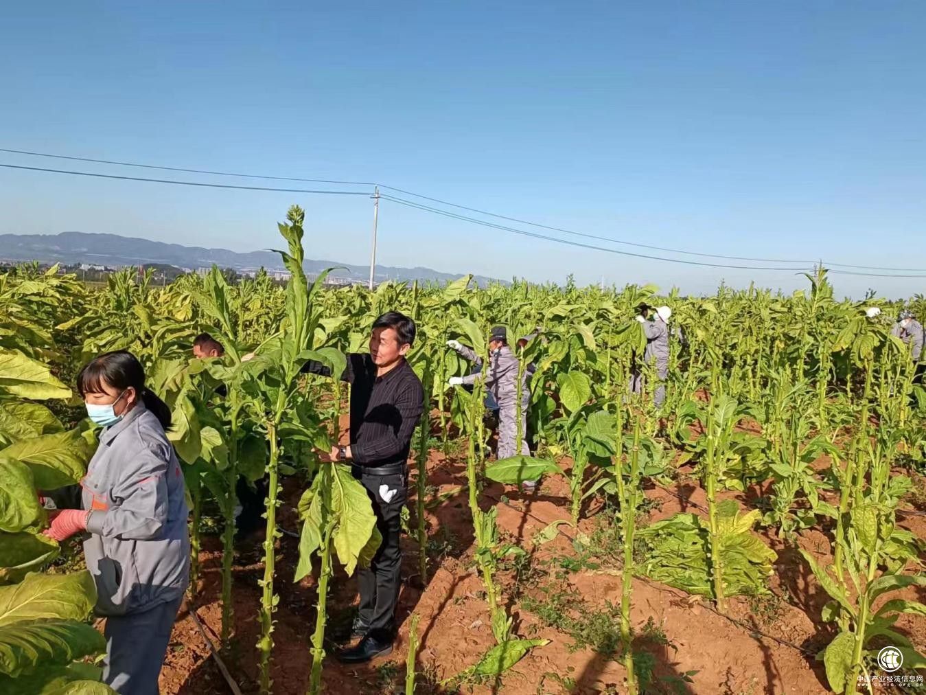 把霜凍造成的損失降到最低  ——澠池縣煙草專賣局（分公司）抗災救災側記