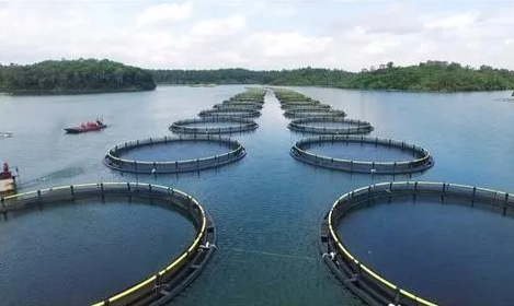 海南省出臺市縣漁業養殖保險獎補實施方案 單個項目獎補金額可達100萬元