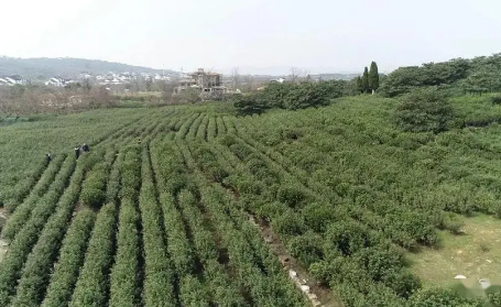 讓農耕文明的“活化石”活起來