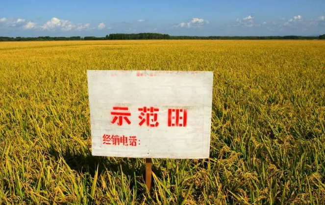 智慧田、良種田、示范田……品味稻花香里的“科技含量”