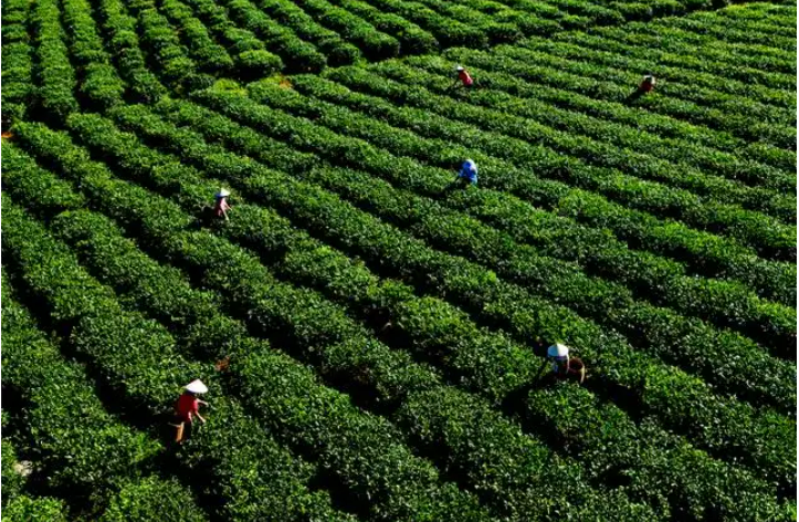 海南白沙獲頒授牌“中國早春茶之鄉”“中國生態茶葉之鄉”