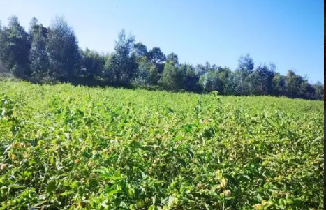 云南南華：小小冰粉果 富民大產業