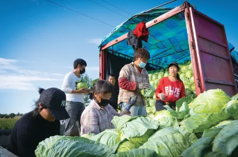 內蒙古察右中旗把冷涼蔬菜做成“熱”產業